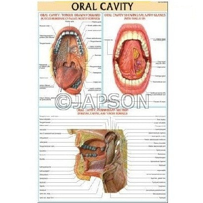 Medical (Nursing) Charts-II, School Education Medical (Nursing) Charts-II, School Education